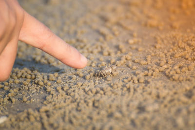 Small crab on the sand of the sea