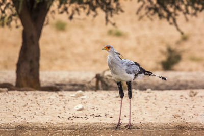 Seagull perching on a land