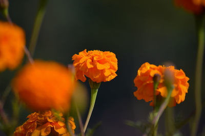 Close-up of orange marigold flowers
