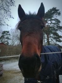 Portrait of horse against sky