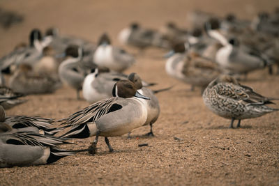 Close-up of birds on field