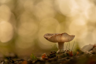 Close-up of mushroom growing on field