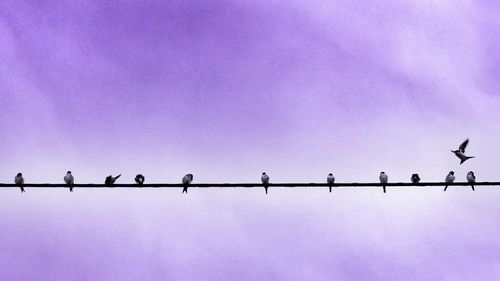 Low angle view of birds perching on power line