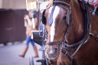 Brown and white horse to transport tourists. no people