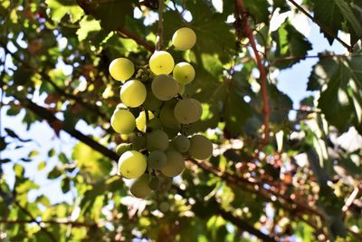 Low angle view of grapes growing on tree