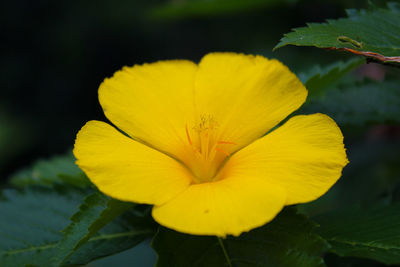 Close-up of yellow flower blooming outdoors