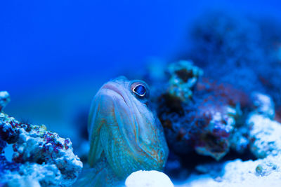 Close-up of fish swimming in sea