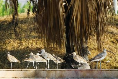 Birds in water