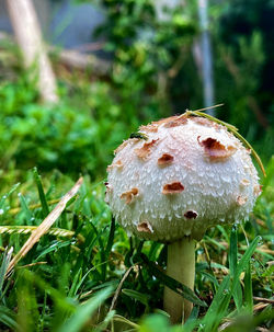 Close-up of mushroom growing on field