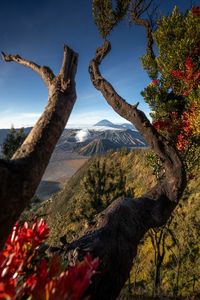 Plants growing on tree against sky