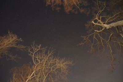 Low angle view of bare trees against sky at night
