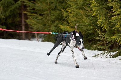 Dog running on snow covered land