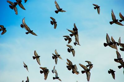 Low angle view of birds flying in sky