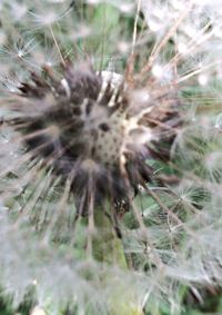 Close-up of dandelion flower
