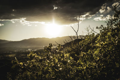 Plants growing on field against sky during sunset