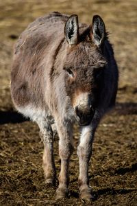 Portrait of donkey standing in a paddock