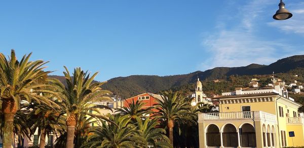 Palm trees and buildings against blue sky