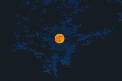 Low angle view of moon in sky at night