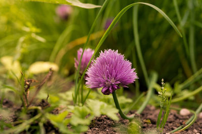 Close-up of pink flowers blooming outdoors