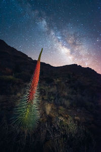 Cactus growing on mountain against sky at night