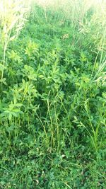 Close-up of grass