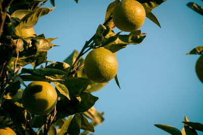 Wild lemons growing outdoors on tree