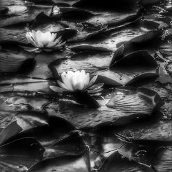 Full frame shot of flowers in water