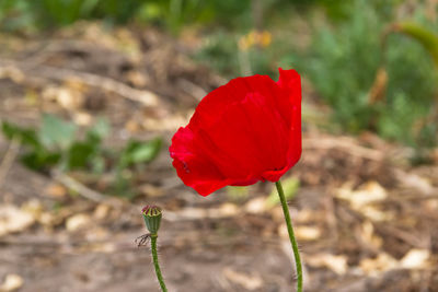 Close-up of red poppy flower on field