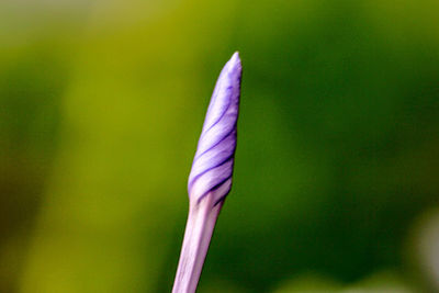 Close-up of purple flower