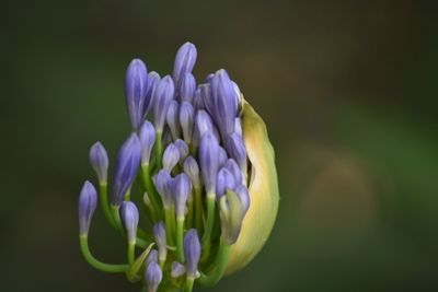 Close-up of purple flowers