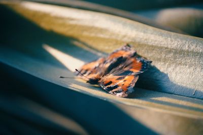 Close-up of butterfly on wood