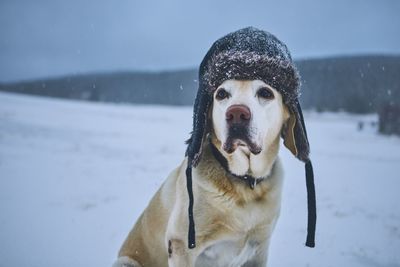 Dog wearing fur hat while sitting on snow covered field