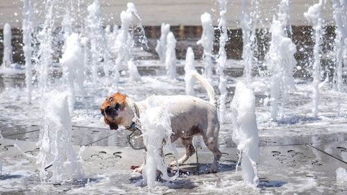 View of dog standing in water