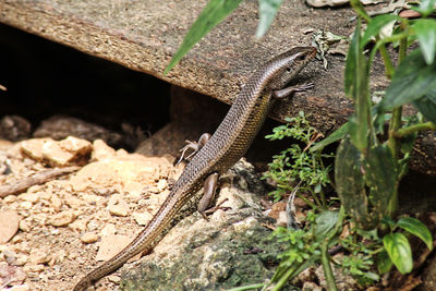 High angle view of lizard on rock