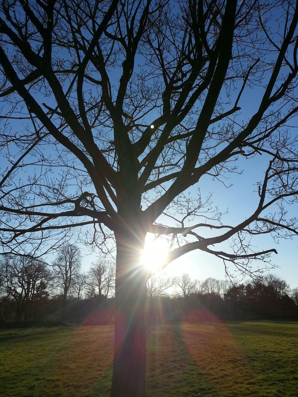 sun, tree, sunlight, sunbeam, tranquility, lens flare, field, tranquil scene, landscape, beauty in nature, nature, grass, scenics, sky, growth, branch, sunset, bare tree, back lit, sunny