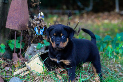 Portrait of a dog