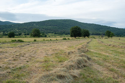 Scenic view of landscape in a hay field during harvest