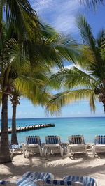 Palm trees on beach
