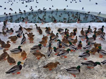 High angle view of birds swimming in sea