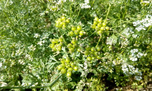 Low angle view of yellow flowers