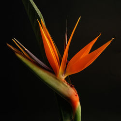 Close-up of plant over white background