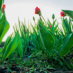 Close-up of red tulip on field against sky