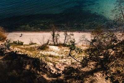 High angle view of trees on beach