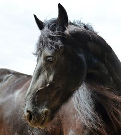 Close-up of horse against sky