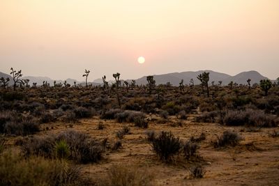 Scenic view of field against sky during sunset