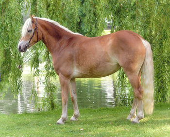 Horse standing in a field