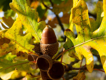 Closeup oak