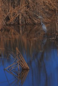 Reflection of trees in lake