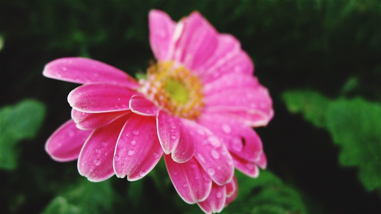 flower, petal, freshness, fragility, drop, water, flower head, wet, beauty in nature, close-up, growth, focus on foreground, pink color, nature, blooming, single flower, plant, in bloom, outdoors, selective focus