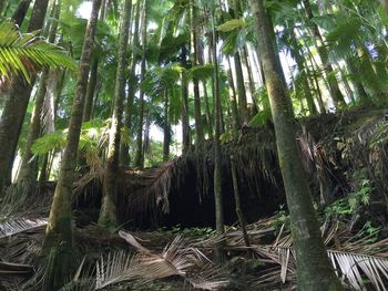 Low angle view of trees in forest